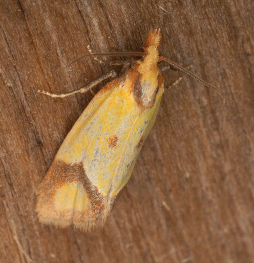 Image of Sulfur knapweed root moth