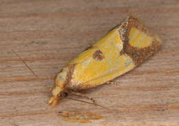 Image of Sulfur knapweed root moth