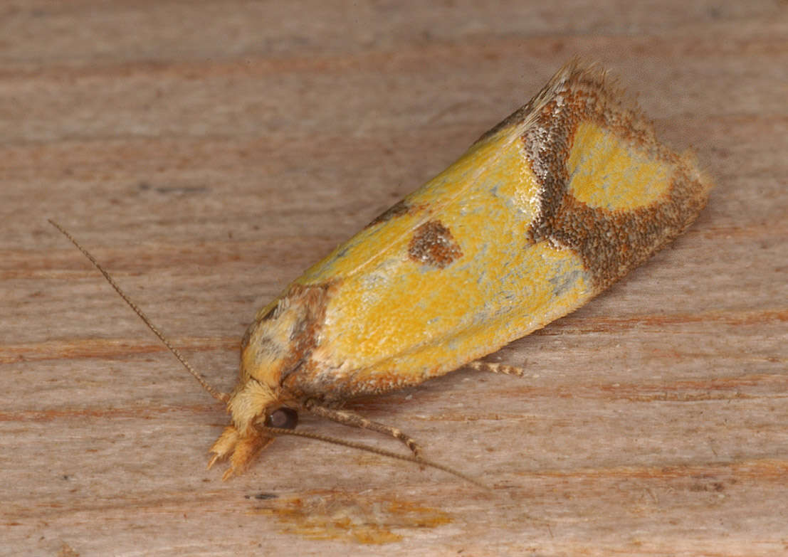 Image of Sulfur knapweed root moth