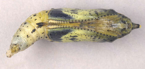 Image of cabbage butterfly