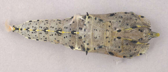 Image of cabbage butterfly