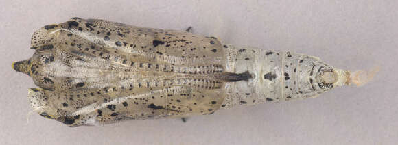 Image of cabbage butterfly