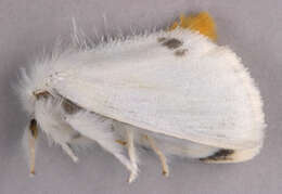 Image of yellow-tail