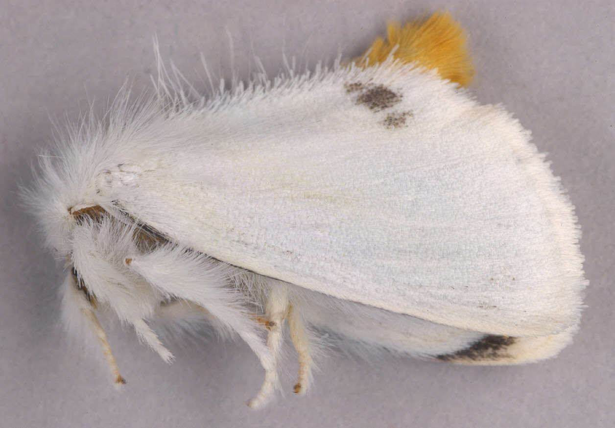 Image of yellow-tail