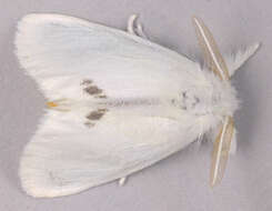 Image of yellow-tail