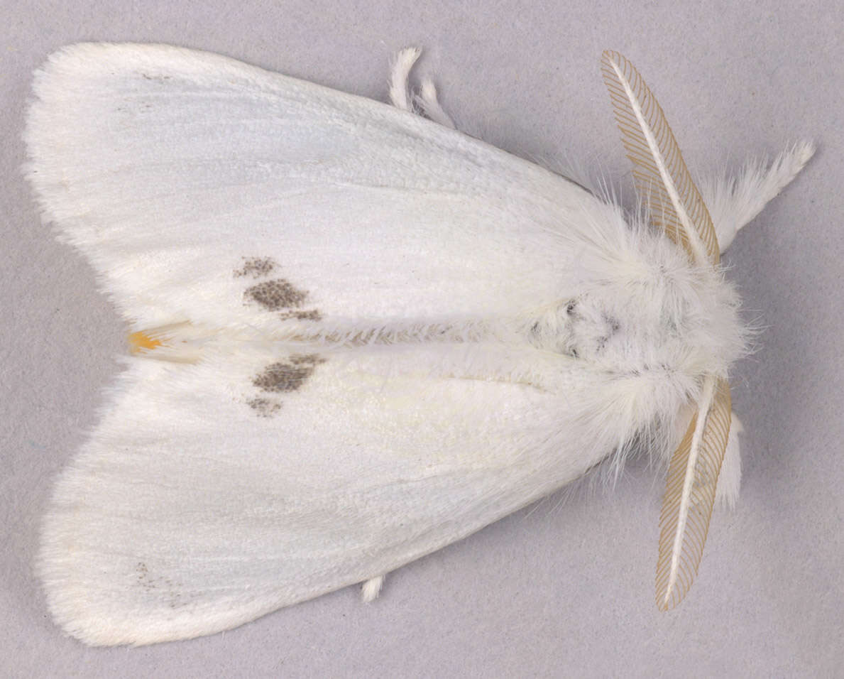 Image of yellow-tail