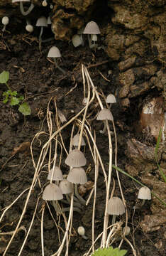 Image of Coprinellus disseminatus (Pers.) J. E. Lange 1938