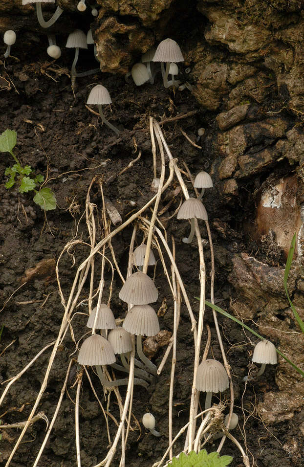 Image of Trooping Inkcaps