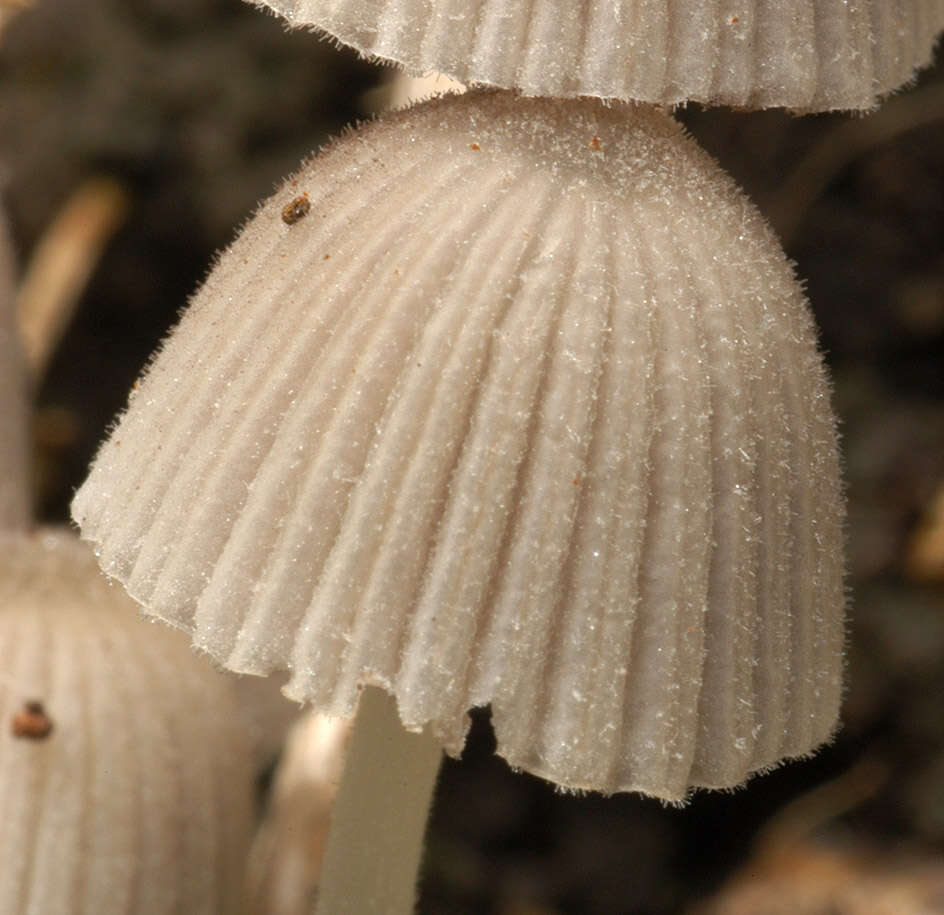 Image of Trooping Inkcaps