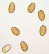 Image of Psathyrella clivensis (Berk. & Broome) P. D. Orton 1960