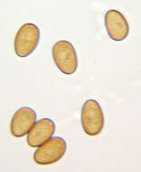 Image de Psathyrella clivensis (Berk. & Broome) P. D. Orton 1960