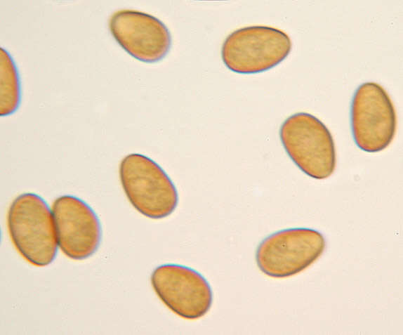 Image of Psathyrella clivensis (Berk. & Broome) P. D. Orton 1960