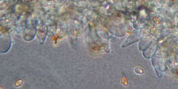 Image de Psathyrella clivensis (Berk. & Broome) P. D. Orton 1960