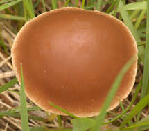 Image de Psathyrella clivensis (Berk. & Broome) P. D. Orton 1960