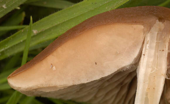 Image of Psathyrella clivensis (Berk. & Broome) P. D. Orton 1960