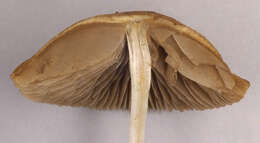 Image of Psathyrella clivensis (Berk. & Broome) P. D. Orton 1960