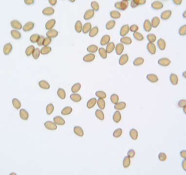 Sivun Agrocybe paludosa (J. E. Lange) Kühner & Romagn. ex Bon 1987 kuva