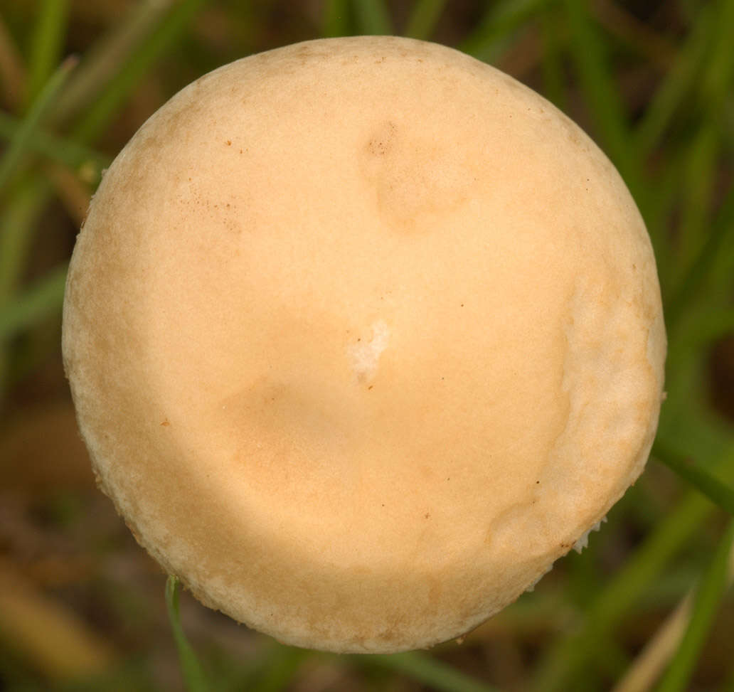 Image of Agrocybe paludosa (J. E. Lange) Kühner & Romagn. ex Bon 1987