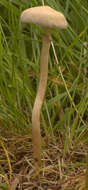 Image of Agrocybe paludosa (J. E. Lange) Kühner & Romagn. ex Bon 1987