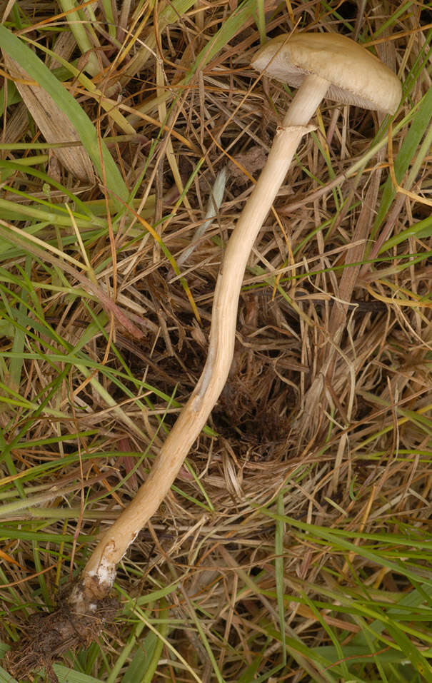 Image of Agrocybe paludosa (J. E. Lange) Kühner & Romagn. ex Bon 1987