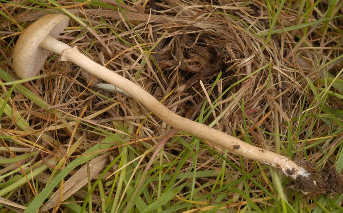 Image of Agrocybe paludosa (J. E. Lange) Kühner & Romagn. ex Bon 1987