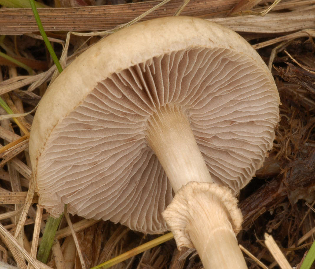 Image of Agrocybe paludosa (J. E. Lange) Kühner & Romagn. ex Bon 1987