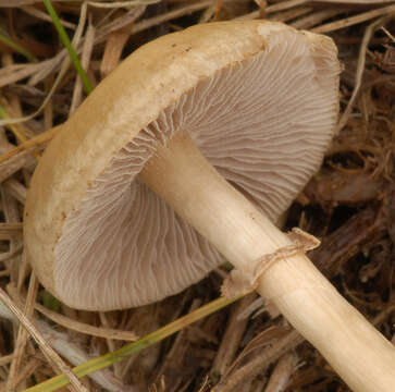 Image of Agrocybe paludosa (J. E. Lange) Kühner & Romagn. ex Bon 1987