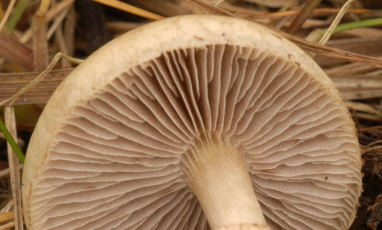 Image of Agrocybe paludosa (J. E. Lange) Kühner & Romagn. ex Bon 1987