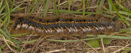 Слика од Euthrix potatoria Linnaeus 1758