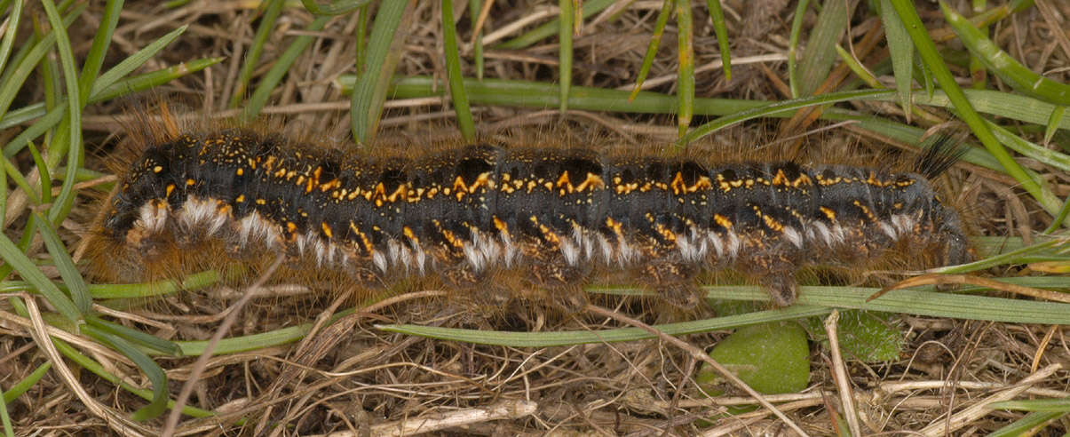 Слика од Euthrix potatoria Linnaeus 1758