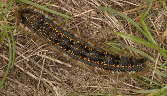 Слика од Euthrix potatoria Linnaeus 1758