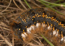 Слика од Euthrix potatoria Linnaeus 1758