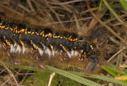 Слика од Euthrix potatoria Linnaeus 1758