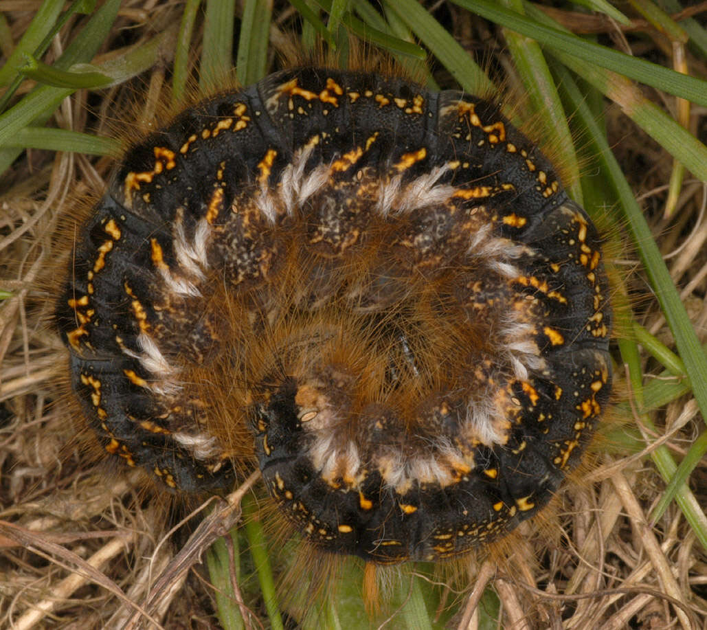 Слика од Euthrix potatoria Linnaeus 1758