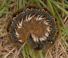 Слика од Euthrix potatoria Linnaeus 1758