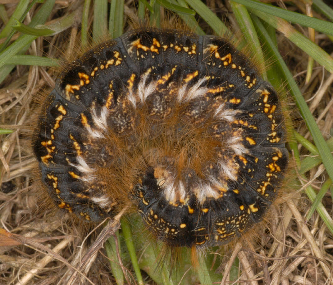 Слика од Euthrix potatoria Linnaeus 1758