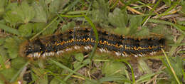 Слика од Euthrix potatoria Linnaeus 1758