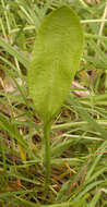 Слика од Ophioglossum vulgatum L.