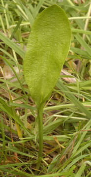 Слика од Ophioglossum vulgatum L.