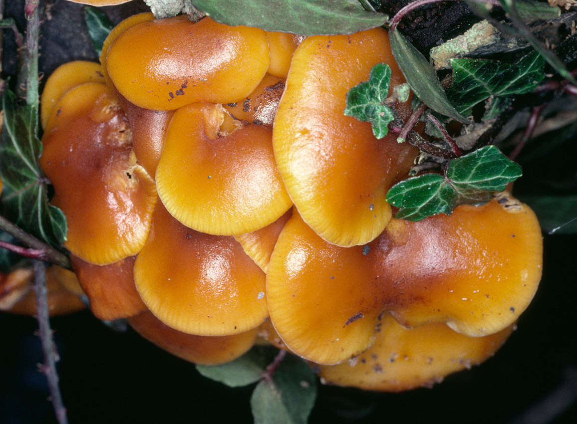 Plancia ëd Flammulina velutipes (Curtis) Singer 1951