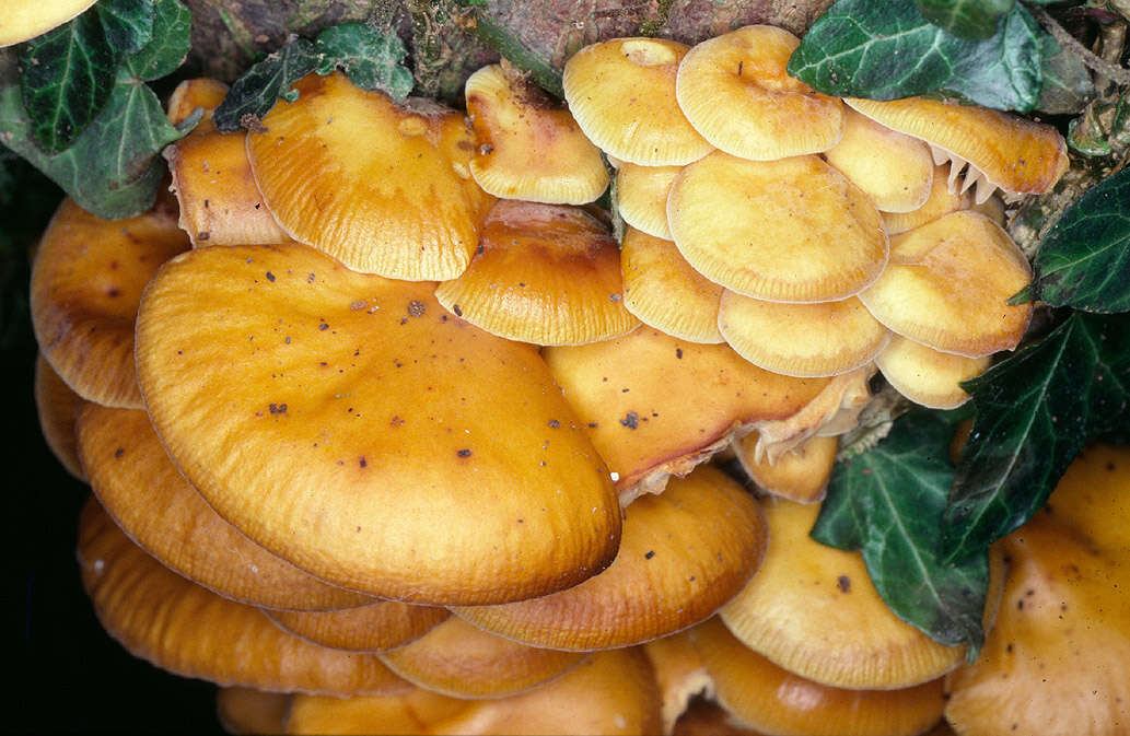 Plancia ëd Flammulina velutipes (Curtis) Singer 1951