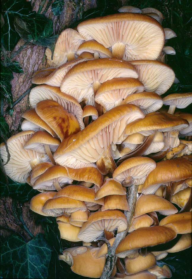 Plancia ëd Flammulina velutipes (Curtis) Singer 1951