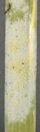 Image of Epichloe typhina (Pers.) Tul. & C. Tul. 1865