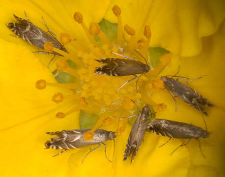 Image of Glyphipterix simpliciella Stephens 1834