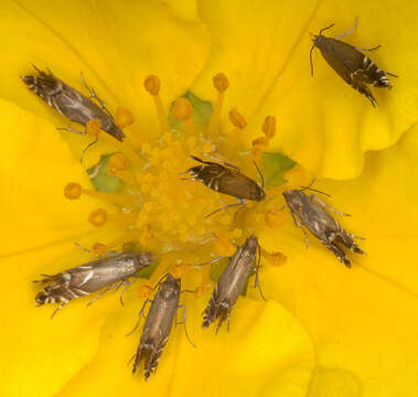 Image of Glyphipterix simpliciella Stephens 1834