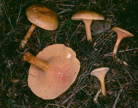 Imagem de Hygrophoropsis aurantiaca (Wulfen) Maire 1921