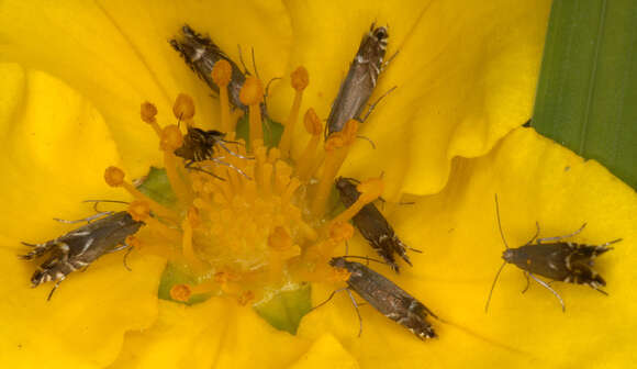 Image of Glyphipterix simpliciella Stephens 1834