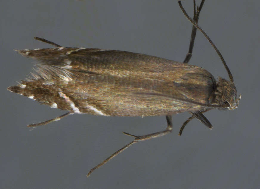 Image of Glyphipterix simpliciella Stephens 1834