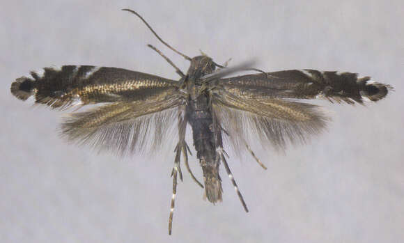 Image of Glyphipterix simpliciella Stephens 1834