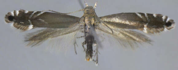 Image of Glyphipterix simpliciella Stephens 1834